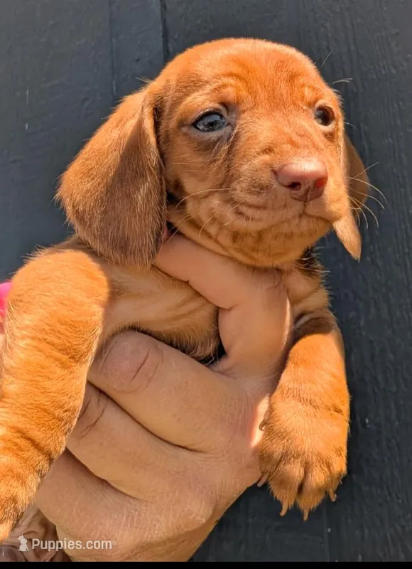 Chevy – Miniature Dachshund puppy for sale in Farmington, MO
