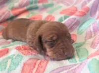 Chevy, a male Miniature Dachshund for sale in Farmington, MO – Photo 2 of 2