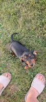 Magium , a male Miniature Dachshund for sale in Farmington, MO – 3 of 10