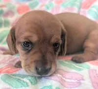 Taurus, a female Dachshund for sale in Farmington, MO – Photo 1 of 2