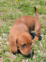Taurus, a female Dachshund for sale in Farmington, MO – 4 of 6