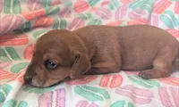 Taurus, a female Dachshund for sale in Farmington, MO – Photo 2 of 2
