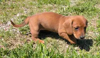 Taurus, a female Dachshund for sale in Farmington, MO – 3 of 6