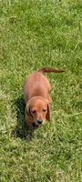Taurus, a female Dachshund for sale in Farmington, MO – 1 of 6