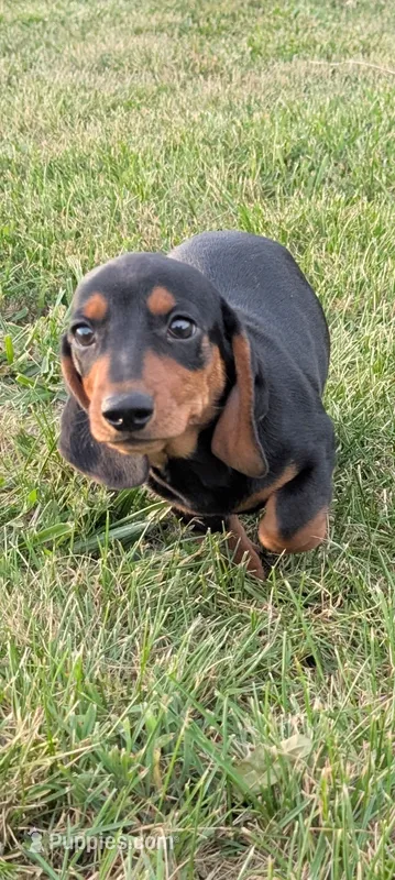Magium  – Miniature Dachshund puppy for sale in Farmington, MO