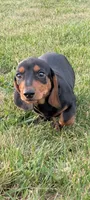 Magium , a male Miniature Dachshund for sale in Farmington, MO – 1 of 10
