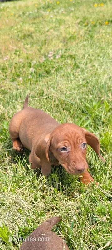 Chevy – Dachshund puppy for sale in Farmington, MO