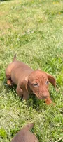 Chevy, a male Dachshund for sale in Farmington, MO – 1 of 5