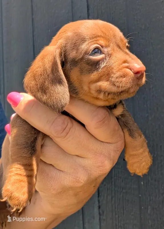 Fiat – Miniature Dachshund puppy for sale in Farmington, MO