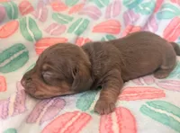 Fiat, a female Miniature Dachshund for sale in Farmington, MO – Photo 1 of 2