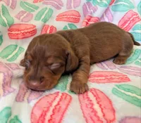 Fiat, a female Miniature Dachshund for sale in Farmington, MO – Photo 2 of 2