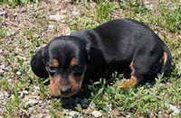 Magium , a male Miniature Dachshund for sale in Farmington, MO – 3 of 6