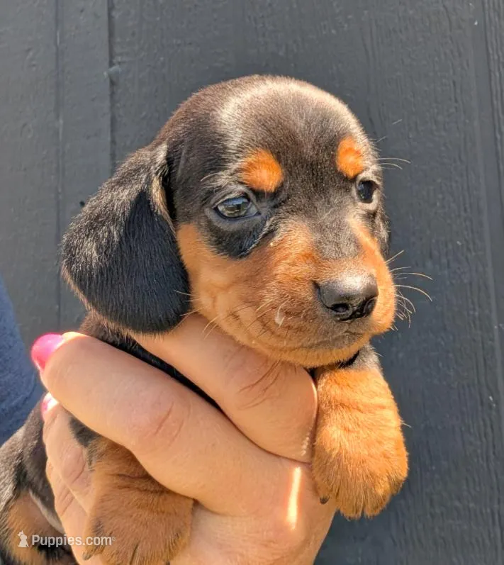 Magium  – Miniature Dachshund puppy for sale in Farmington, MO