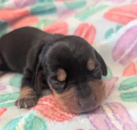 Magium , a male Miniature Dachshund for sale in Farmington, MO – Photo 2 of 3