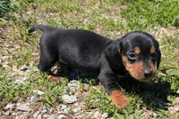Magium , a male Miniature Dachshund for sale in Farmington, MO – 2 of 6