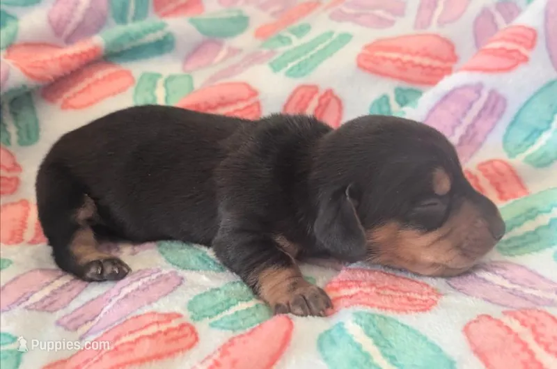 Magium  – Miniature Dachshund puppy for sale in Farmington, MO