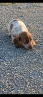 Vega , a female Dachshund for sale in Farmington, MO – 3 of 8