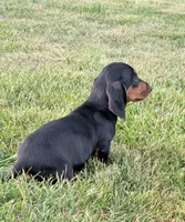 Magium , a male Miniature Dachshund for sale in Farmington, MO – 2 of 10