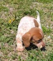 Vega , a female Dachshund for sale in Farmington, MO – 6 of 8