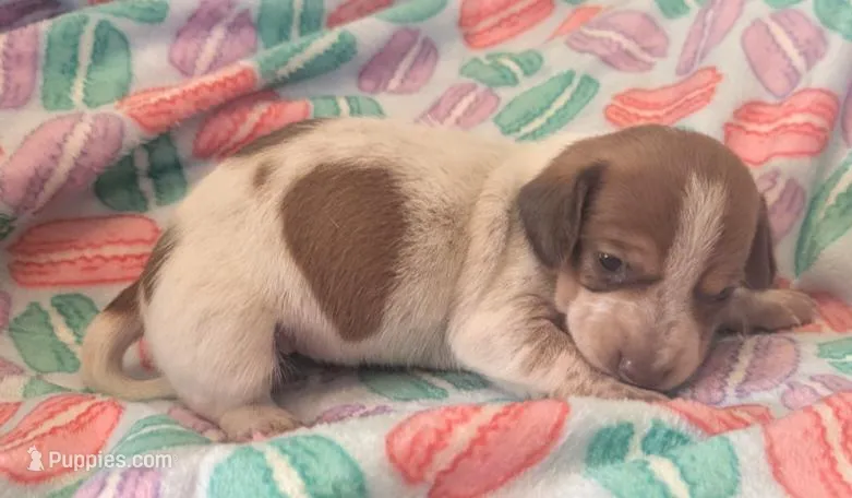 Vega  – Dachshund puppy for sale in Farmington, MO