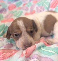 Vega , a female Dachshund for sale in Farmington, MO – Photo 2 of 2