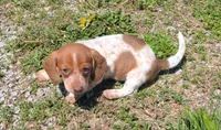Vega , a female Dachshund for sale in Farmington, MO – 5 of 8