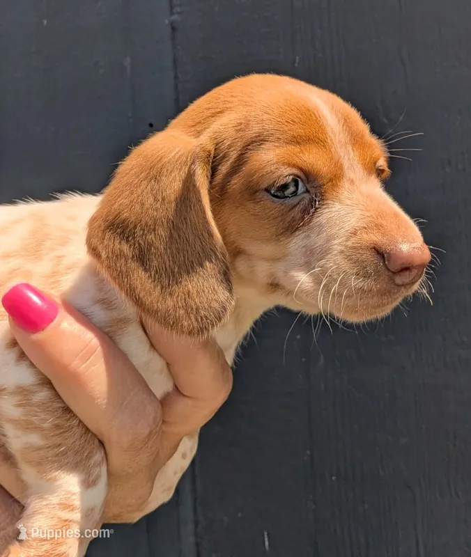 Vega  – Dachshund puppy for sale in Farmington, MO
