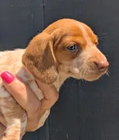 Vega , a female Dachshund for sale in Farmington, MO – 4 of 8