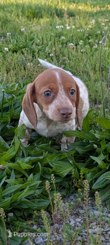 Vega  – Dachshund puppy for sale in Farmington, MO