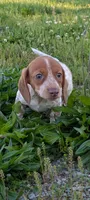 Vega , a female Dachshund for sale in Farmington, MO – 1 of 8