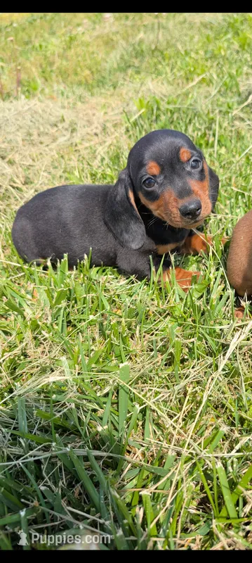 Magium  – Miniature Dachshund puppy for sale in Farmington, MO