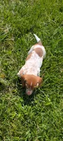 Vega , a female Dachshund for sale in Farmington, MO – 2 of 8