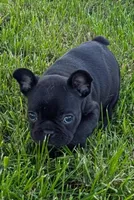 Poo-bear, a female French Bulldog for sale in Farmington, MO – Photo 2 of 2