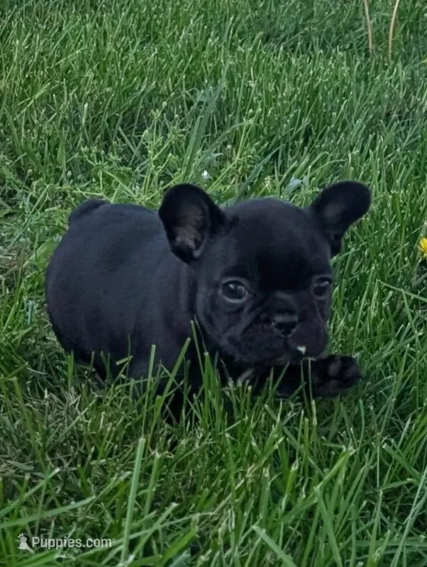 Poo-bear, a female French Bulldog for sale in Farmington, MO – Photo 1 of 2