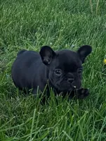 Poo-bear, a female French Bulldog for sale in Farmington, MO – Photo 1 of 2