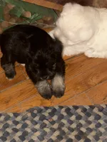 Wolf, a male Miniature Schnauzer for sale in Mount Sherman, KY – Photo 3 of 8