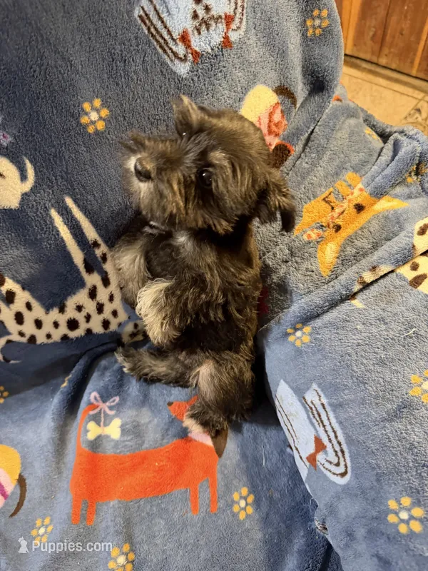 Wolffy – Miniature Schnauzer puppy for sale in Mount Sherman, KY