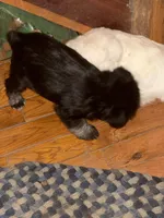 Wolf, a male Miniature Schnauzer for sale in Mount Sherman, KY – Photo 7 of 8