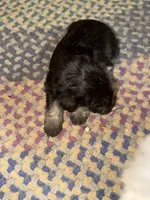 Wolf, a male Miniature Schnauzer for sale in Mount Sherman, KY – Photo 6 of 8