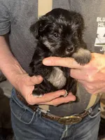 Wolf, a male Miniature Schnauzer for sale in Mount Sherman, KY – Photo 2 of 8