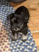 Wolf, a male Miniature Schnauzer for sale in Mount Sherman, KY – Photo 4 of 8