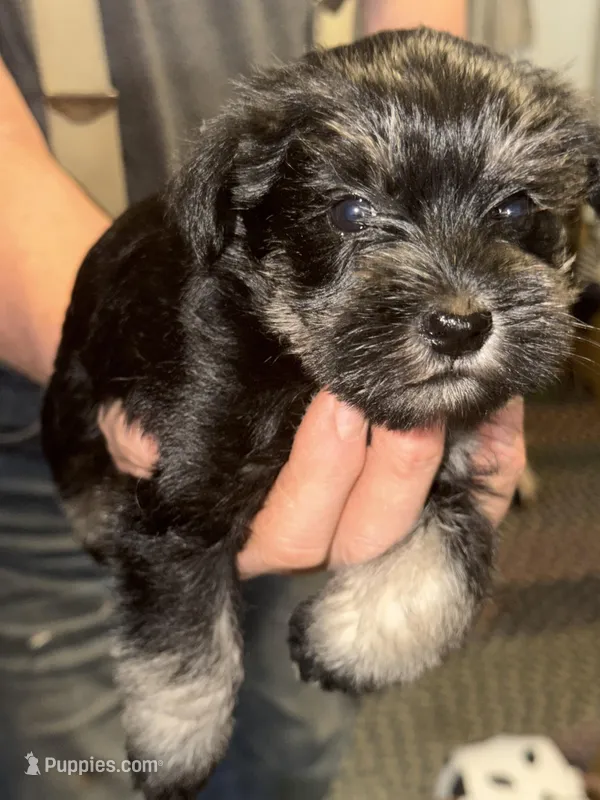 Wolf – Miniature Schnauzer puppy for sale in Mount Sherman, KY