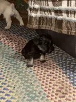 Wolf, a male Miniature Schnauzer for sale in Mount Sherman, KY – Photo 8 of 8