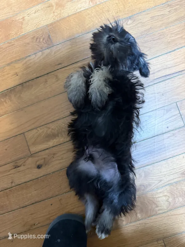 Wolffy – Miniature Schnauzer puppy for sale in Mount Sherman, KY