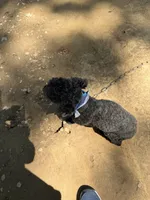 Snoop, a male Poodle - Toy  for sale in Mount Sherman, KY – 2 of 5