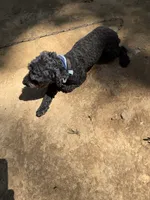 Snoop, a male Poodle - Toy  for sale in Mount Sherman, KY – 5 of 5