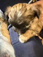 Romeo, a male Shorkie for sale in Mount Sherman, KY – 4 of 5
