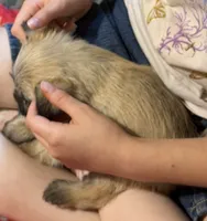 Sunny, a male Shorkie for sale in Mount Sherman, KY – 4 of 4