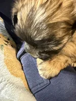 Romeo, a male Shorkie for sale in Mount Sherman, KY – 3 of 5