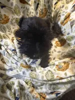 Shadow, a male Miniature Schnauzer for sale in Mount Sherman, KY – Photo 3 of 5